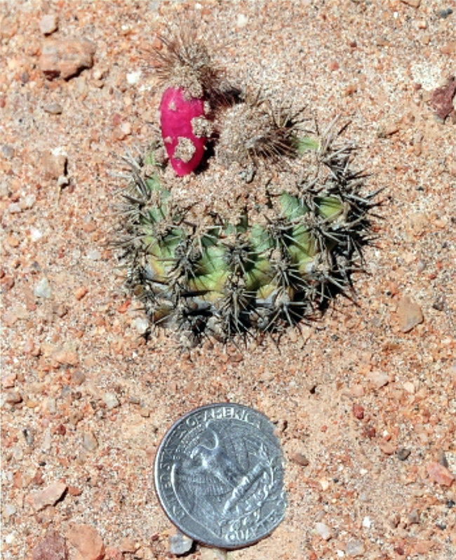 Islaya divaricatiflora