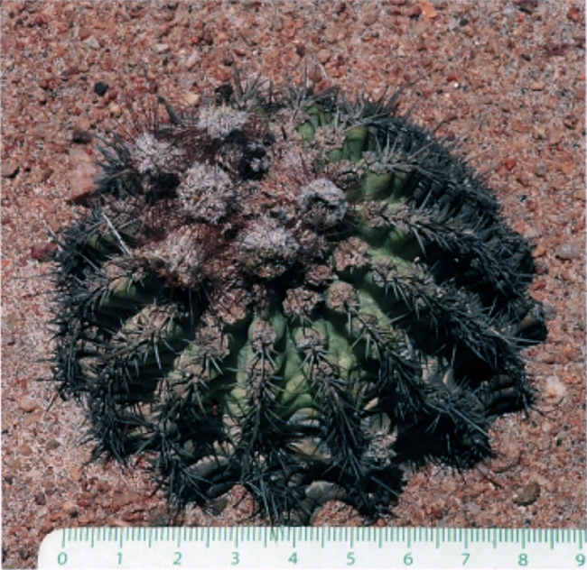 Islaya divaricatiflora