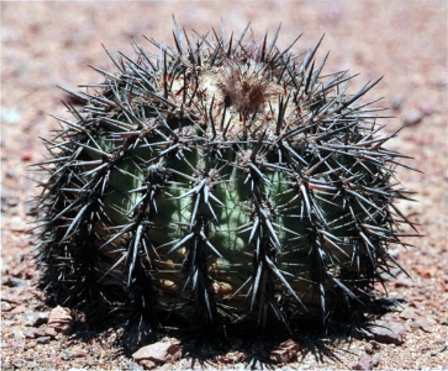 Islaya divaricatiflora