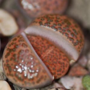 Lithops fulviceps семена