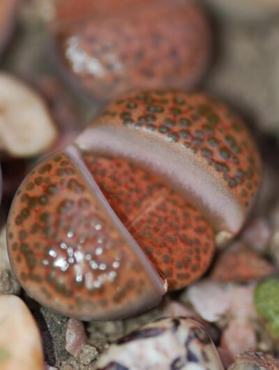 Lithops fulviceps семена