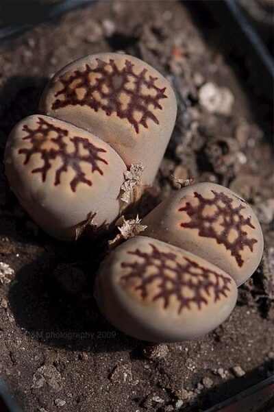 Lithops halii best семена
