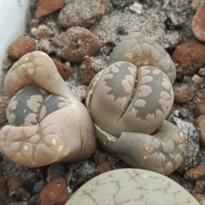 Lithops otzeniana семена | 64