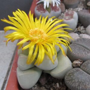 Lapidaria margaretae семена | 71