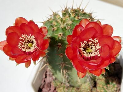 Lobivia dobeana