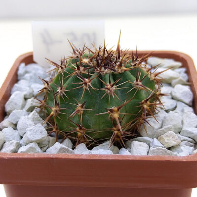 Lobivia dobeana