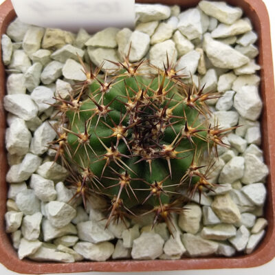 Lobivia dobeana
