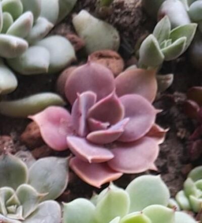 Echeveria Perle von Nurnberg