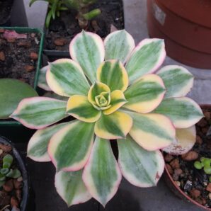 Aeonium Sunburst