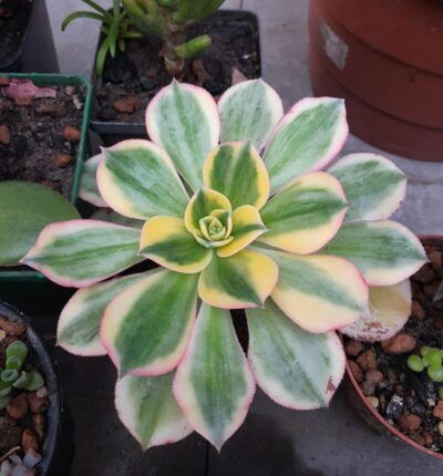 Aeonium Sunburst