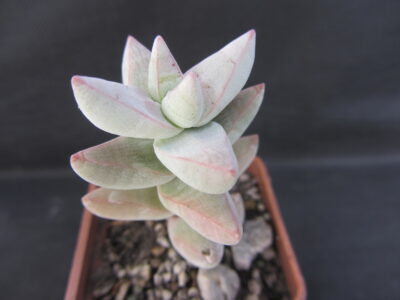 Crassula cornuta