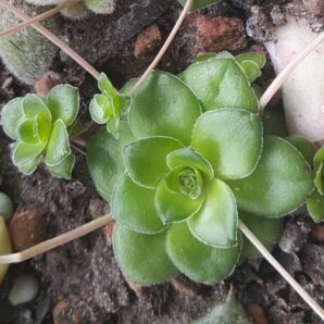 Crassula orbicularis