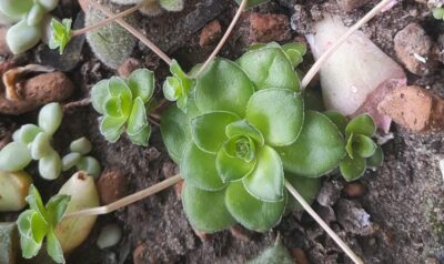 Crassula orbicularis
