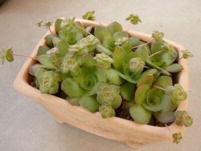Crassula orbicularis - Зображення 2