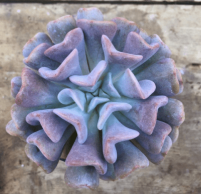 Echeveria cubic frost - Зображення 2
