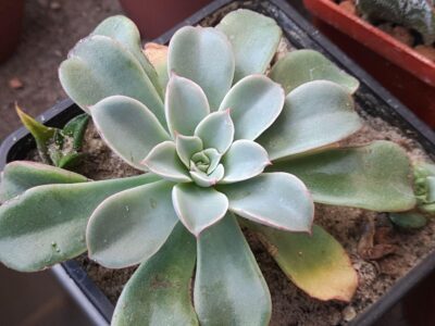 Echeveria Fantastic fountain