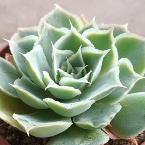 Echeveria Laguna Sanchez