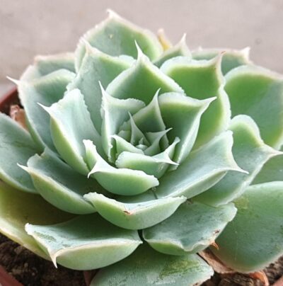 Echeveria Laguna Sanchez