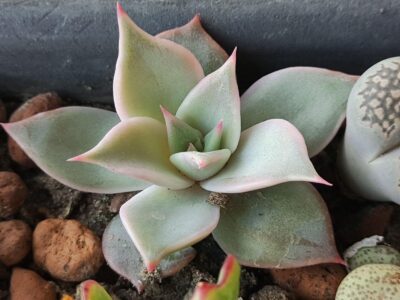 Echeveria madiba - Зображення 2