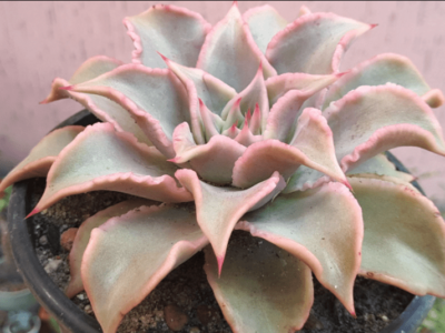 Echeveria madiba