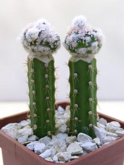 Astrophytum myriostigma cv. Fukuryu Reticulatus f. prolifera