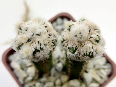 Astrophytum myriostigma cv. Fukuryu Reticulatus f. prolifera