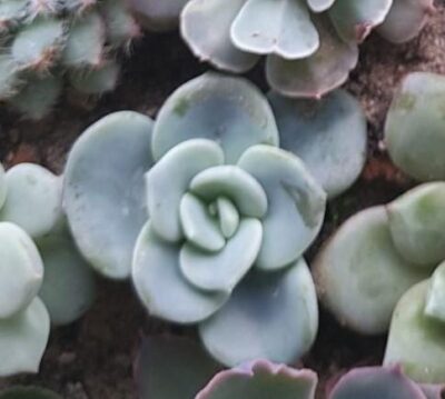 Echeveria Orpet