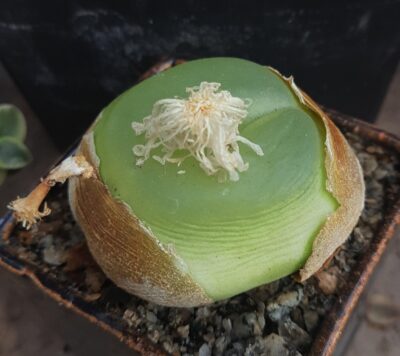 Conophytum ratum семена