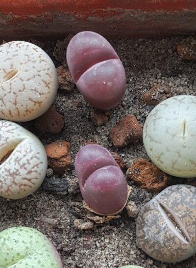 Lithops Optica Rubra сеянцы
