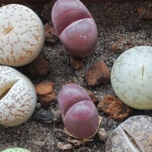 Lithops Optica Rubra сеянцы