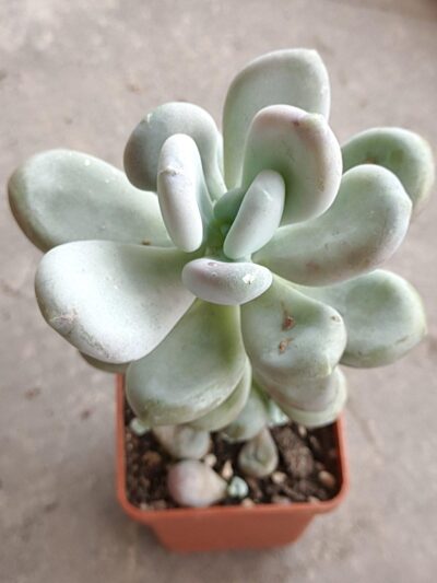 Pachyphytum bracteosum