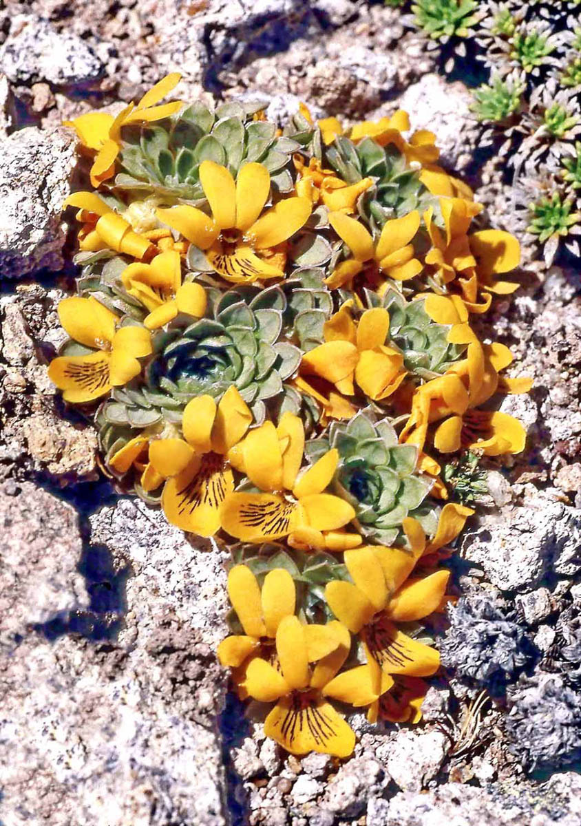 Суккулентные фиалки
Viola auricolor — имеет низкие или плоские розетки и является самым южным представителем подрода (Фото: Джон Уотсон)