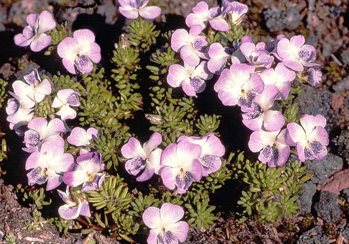 Viola fluehmannii (Фото: Джон Уотсон)