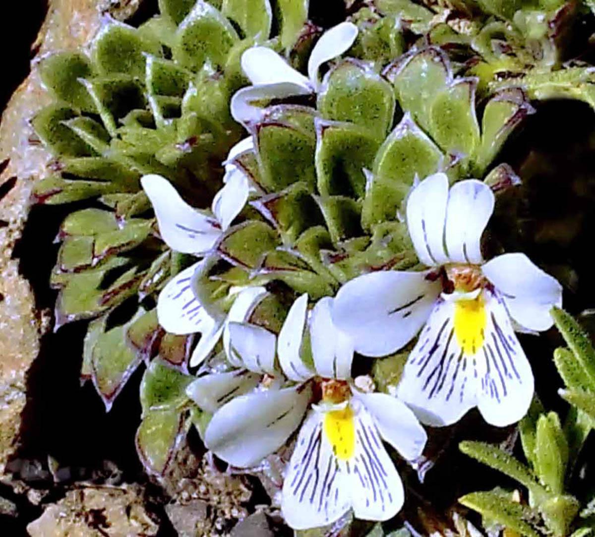 Viola dasyphylla (Фото: Анита Флорес)