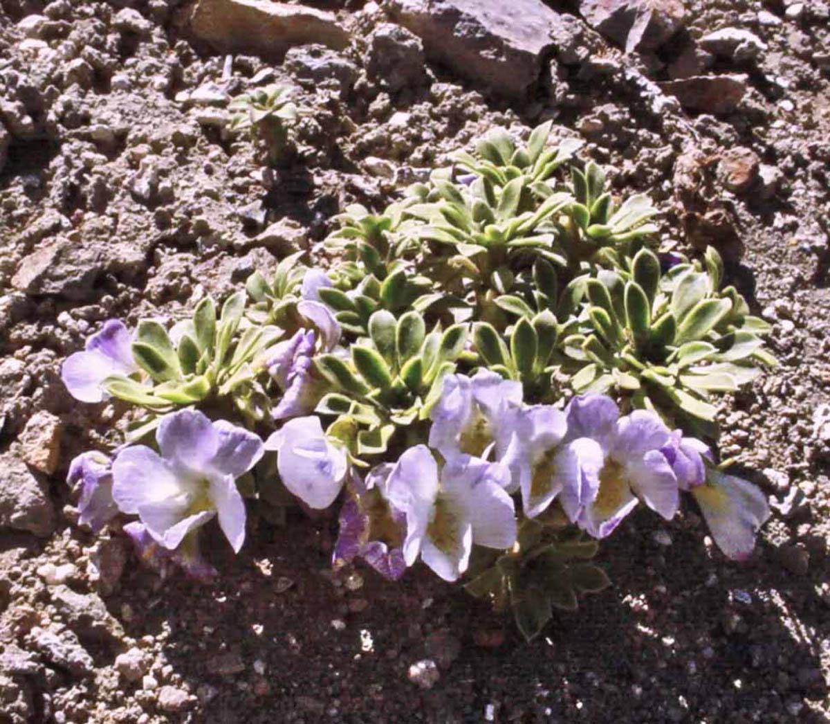 Viola aizoon (Фото: Анита Флорес)