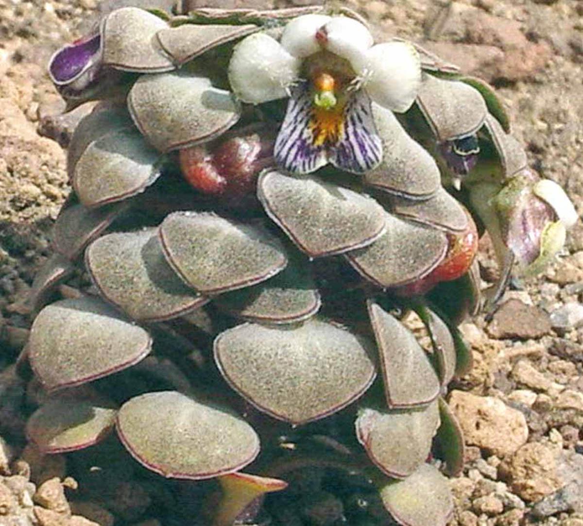 Viola leyboldiana (Фото: Анита Флорес)