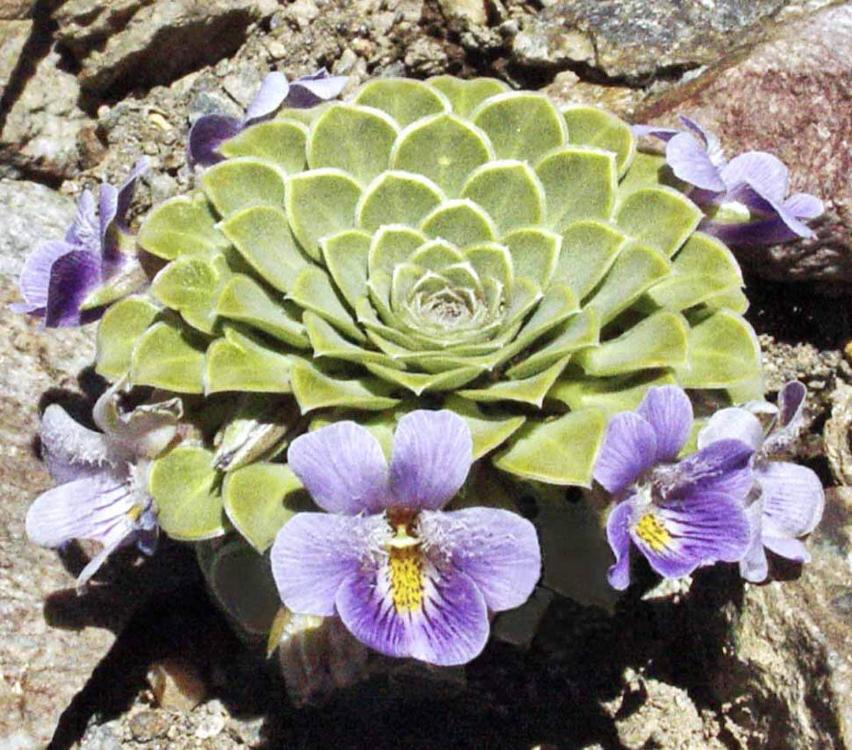 Viola petraea (Фото: Анита Флорес)