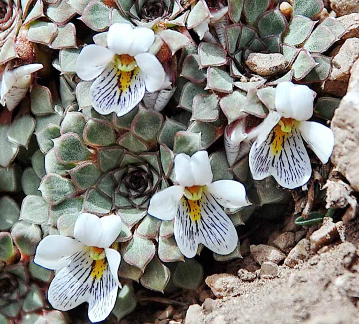 Viola beckeriana (Фото: Джон Уотсон)