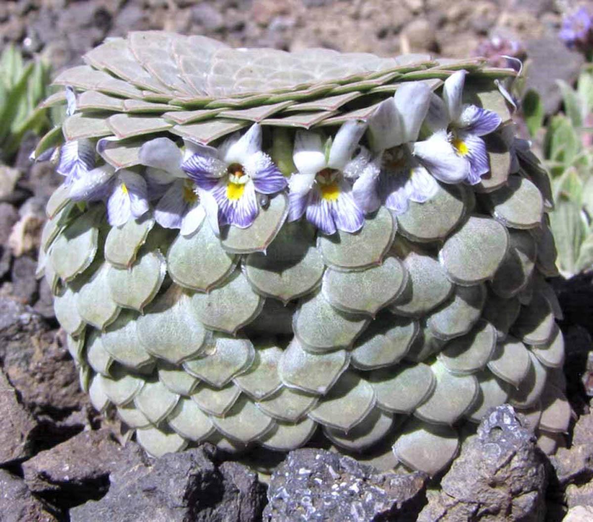 Viola skottsbergiana (Фото: Анита Флорес)