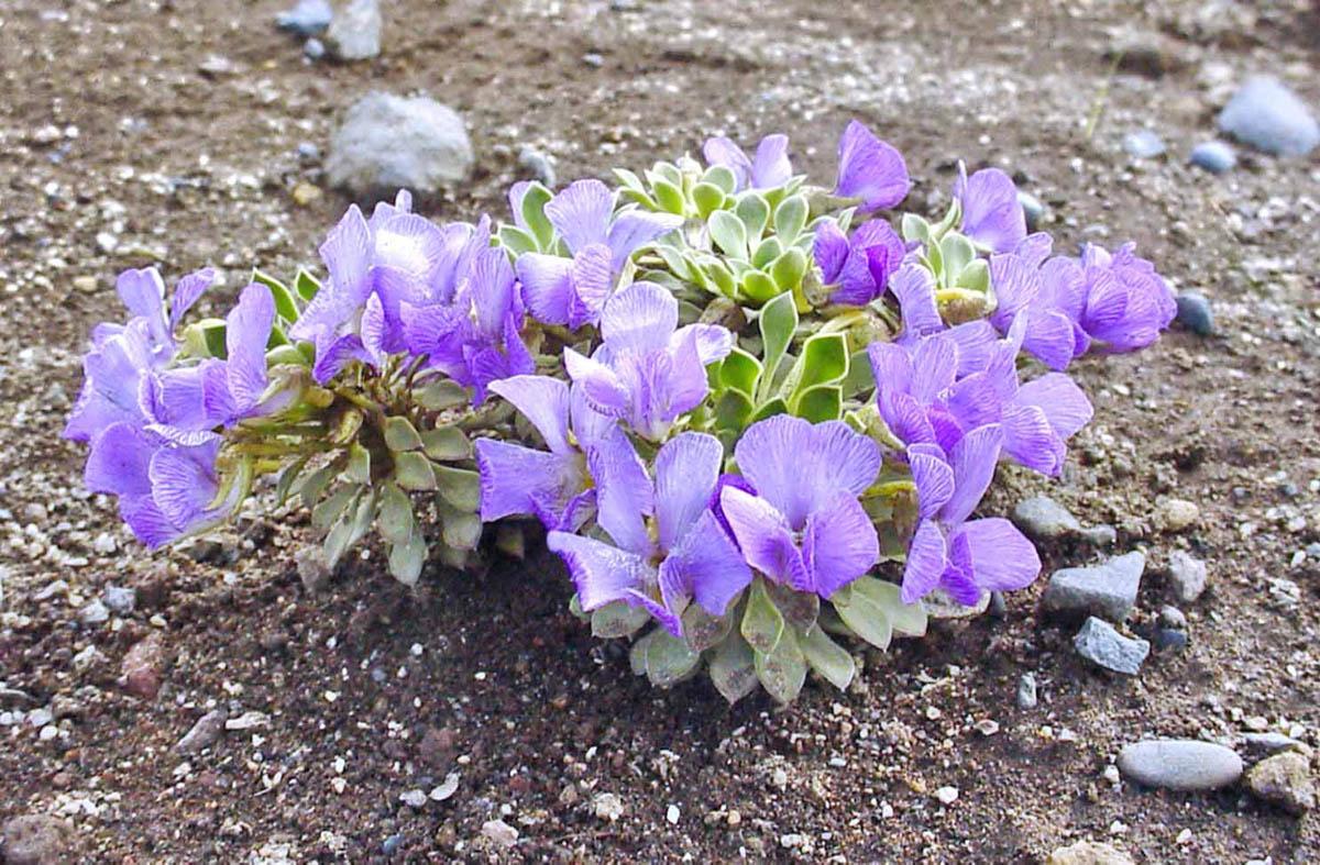 Viola cotyledon (Фото: Анита Флорес)