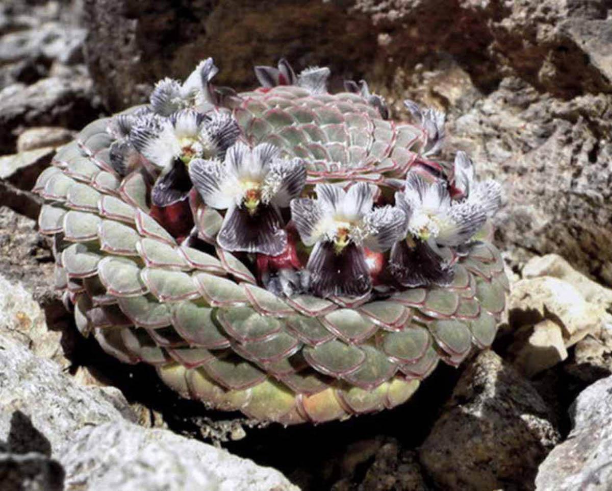 Viola rossowiana (Фото: Анита Флорес)