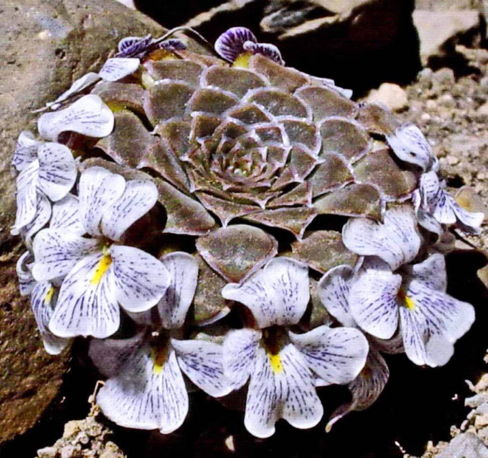 Viola abbreviata (Фото: Джон Уотсон)
