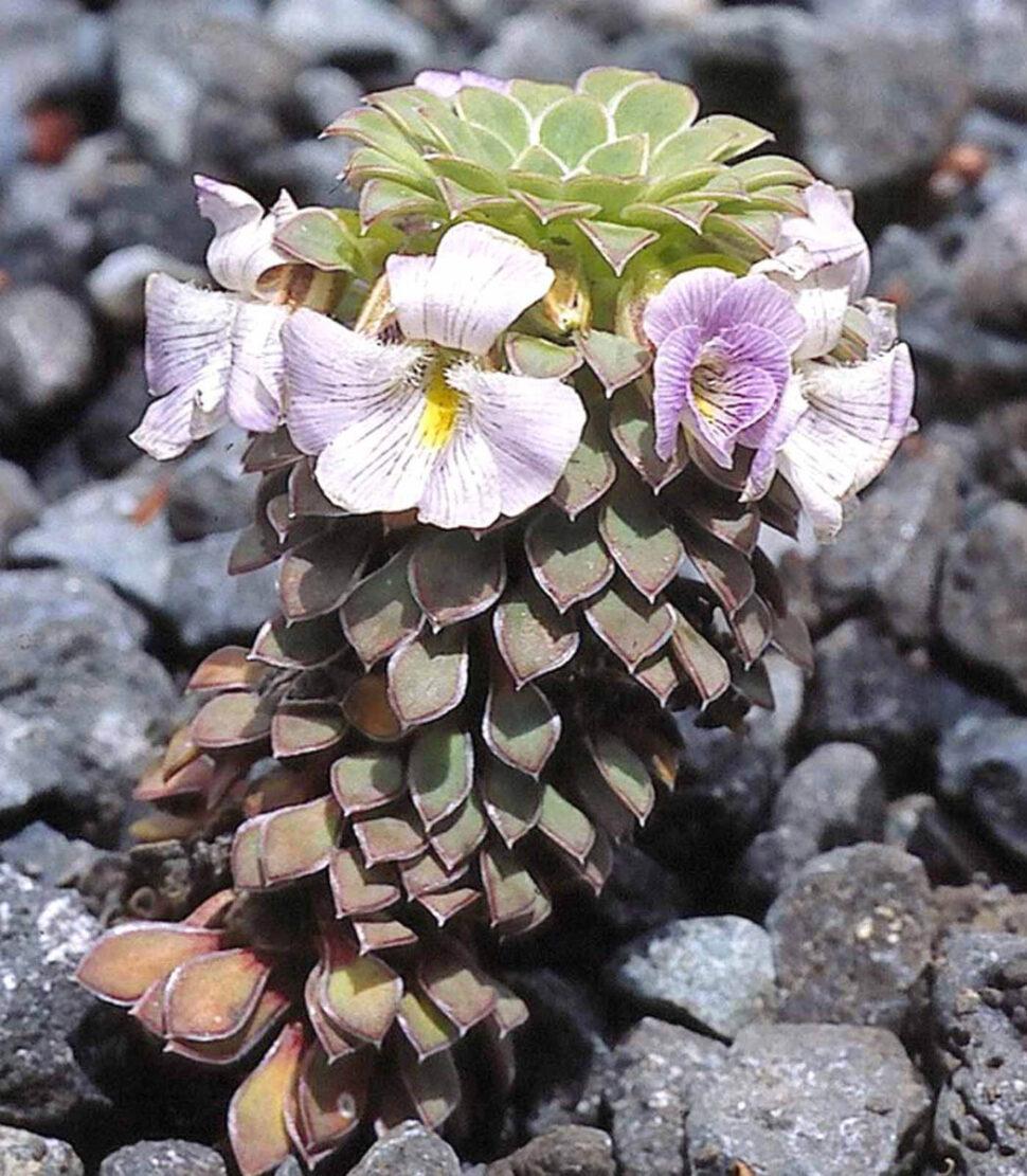 Viola x blaxlandiae, интересный гибрид между узколистной V. cotyledon и широколистной и колонновидной V. pachysoma (Фото: Джон Уотсон)