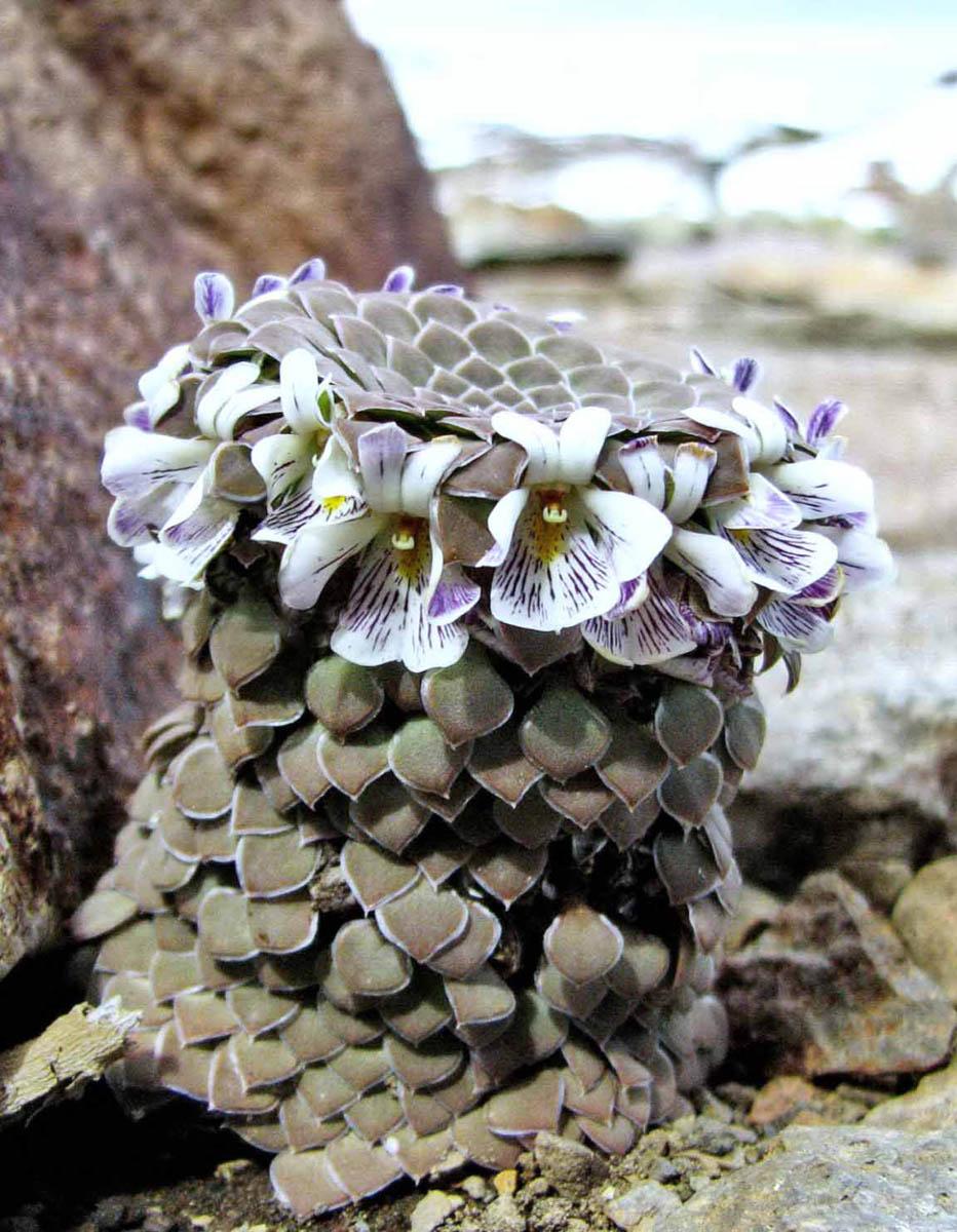 Viola pachysoma, белоцветковая форма (Фото: Kees Jan van Zwienen)