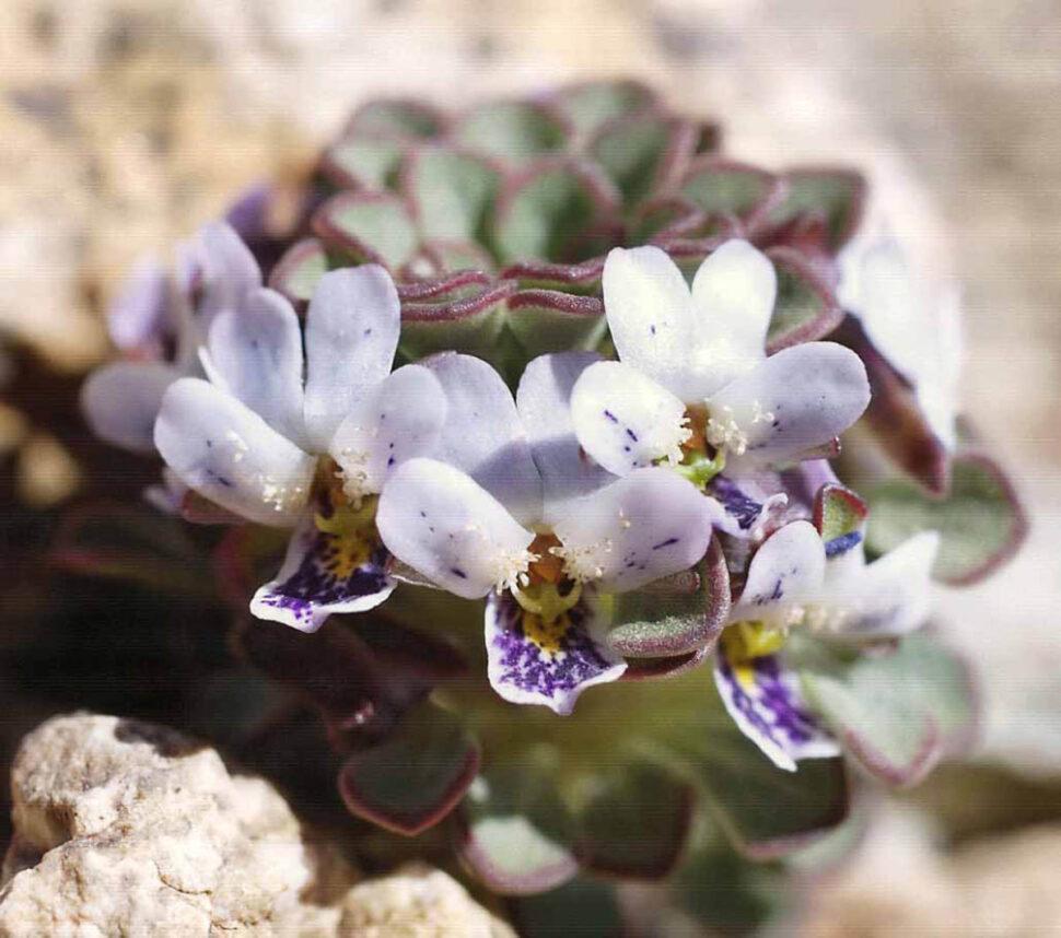 Viola anitae (Фото: Джон Уотсон)