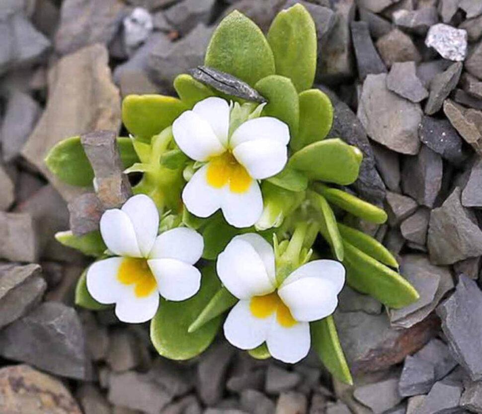Viola micrantha, единственный суккулентный однолетник (Фото: David Haselgrove)