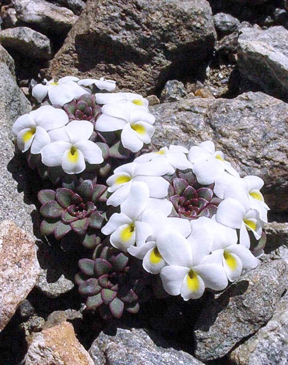 Viola sacculus (Фото: Анита Флорес)
