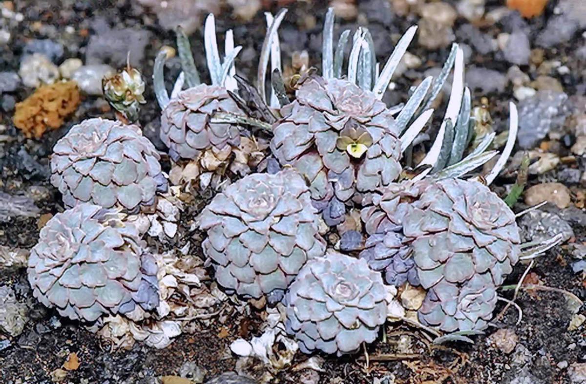 Viola polycephala, самая северная из всех розеточных, почти достигает экватора