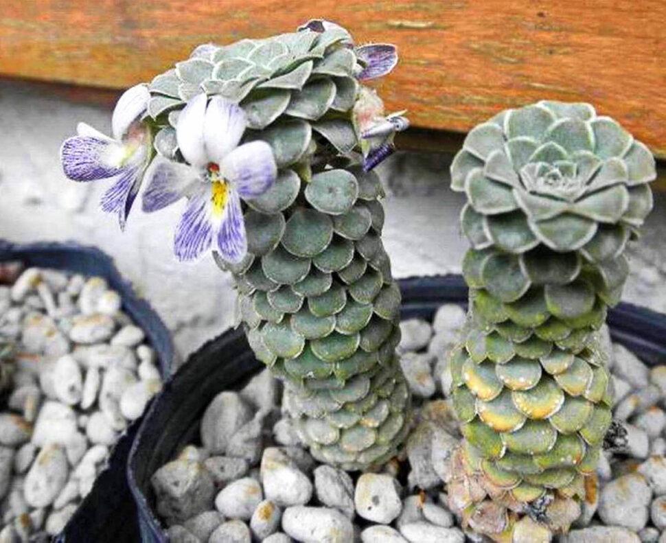 Viola pachysoma, выращенная из собранных семян (Фото: Майк Кинтген)