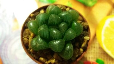 HAWORTHIA "COOPERI X TRUNCATA" - Зображення 2